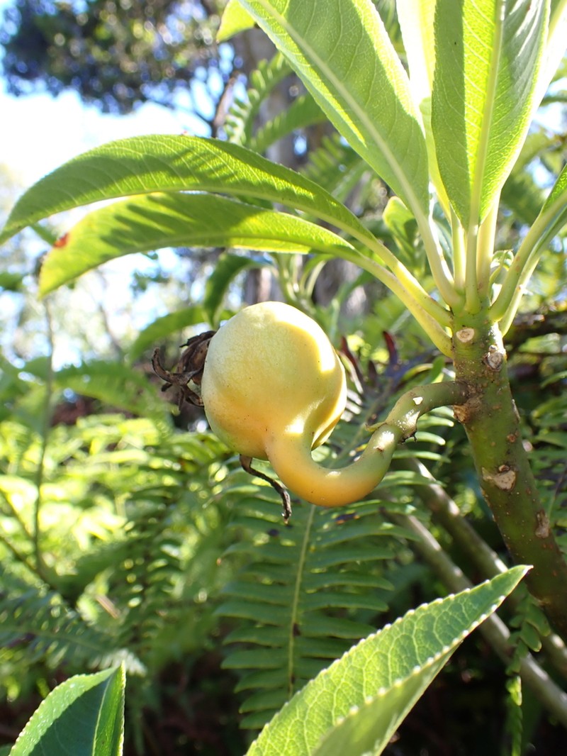Oahu Clermontia photo 7
