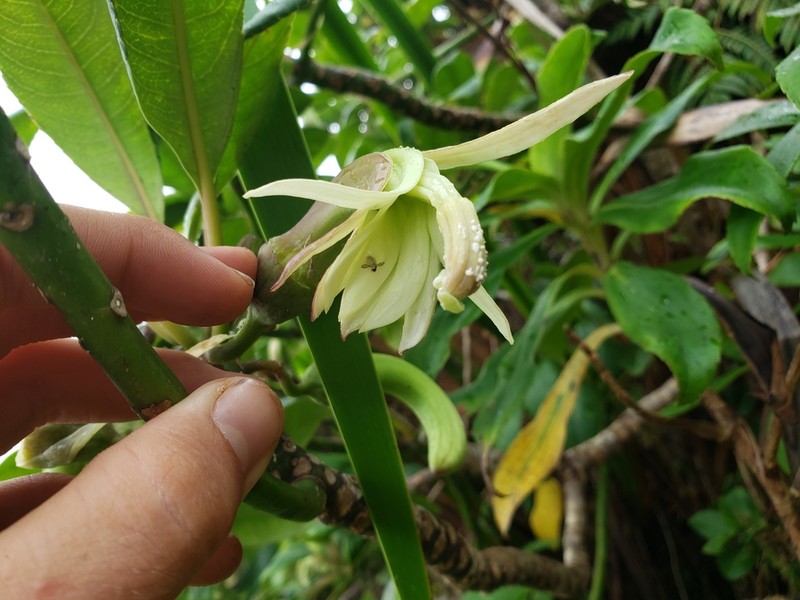 Oahu Clermontia photo 8