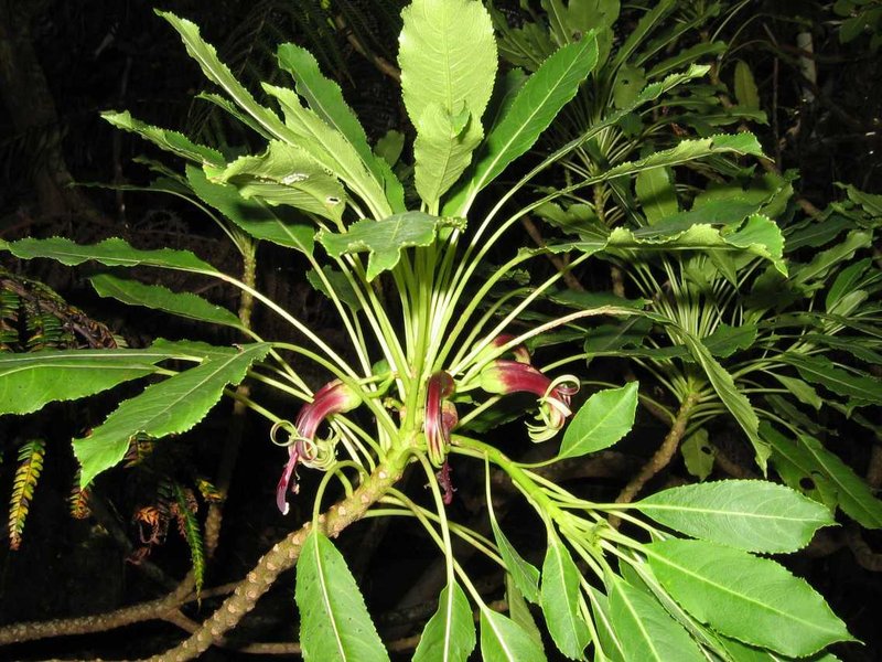 Wailai Pali Clermontia