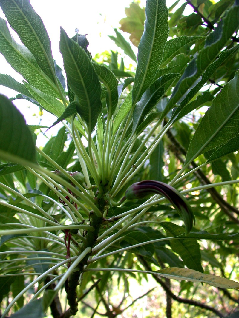 Wailai Pali Clermontia