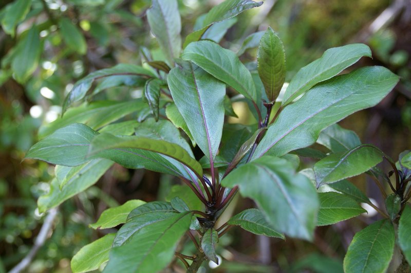 Smallflower Clermontia