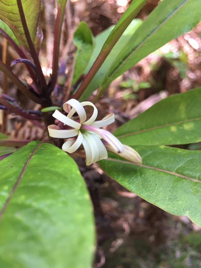 Smallflower Clermontia