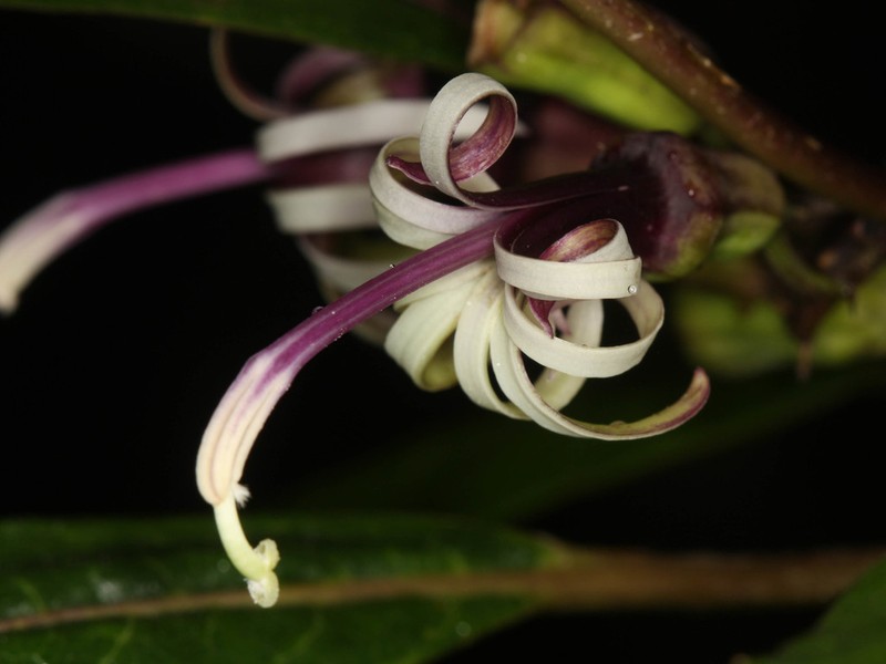 Smallflower Clermontia photo 4