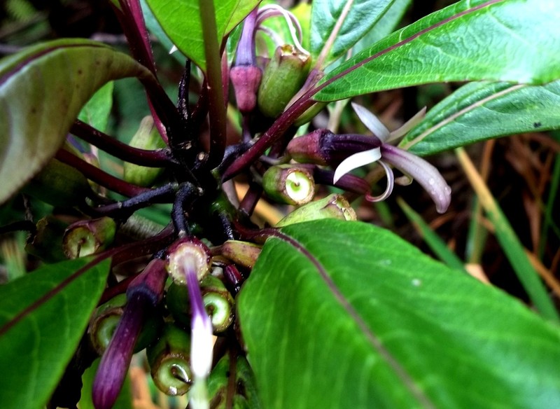 Smallflower Clermontia photo 5