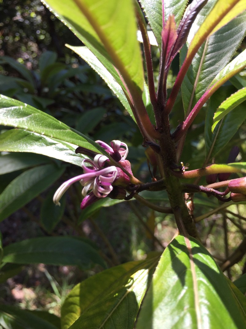 Smallflower Clermontia photo 8