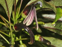 Pele Clermontia