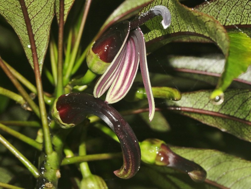 Pele Clermontia