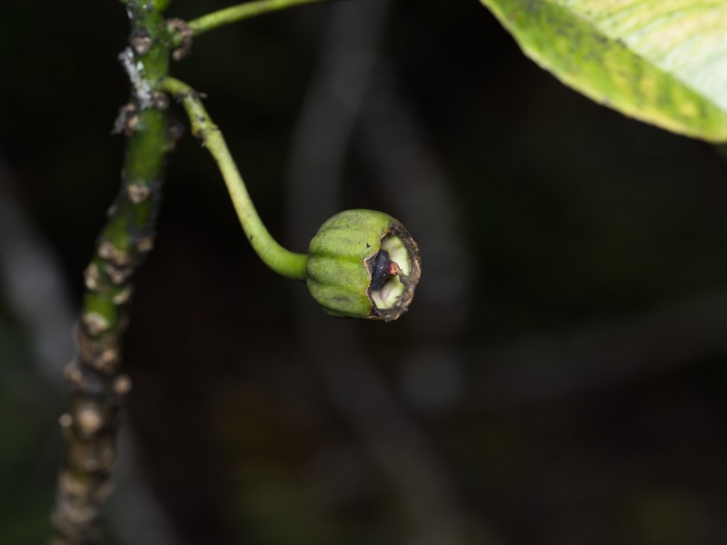 Pele Clermontia photo 2