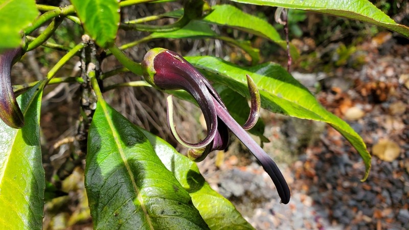 Pele Clermontia photo 4