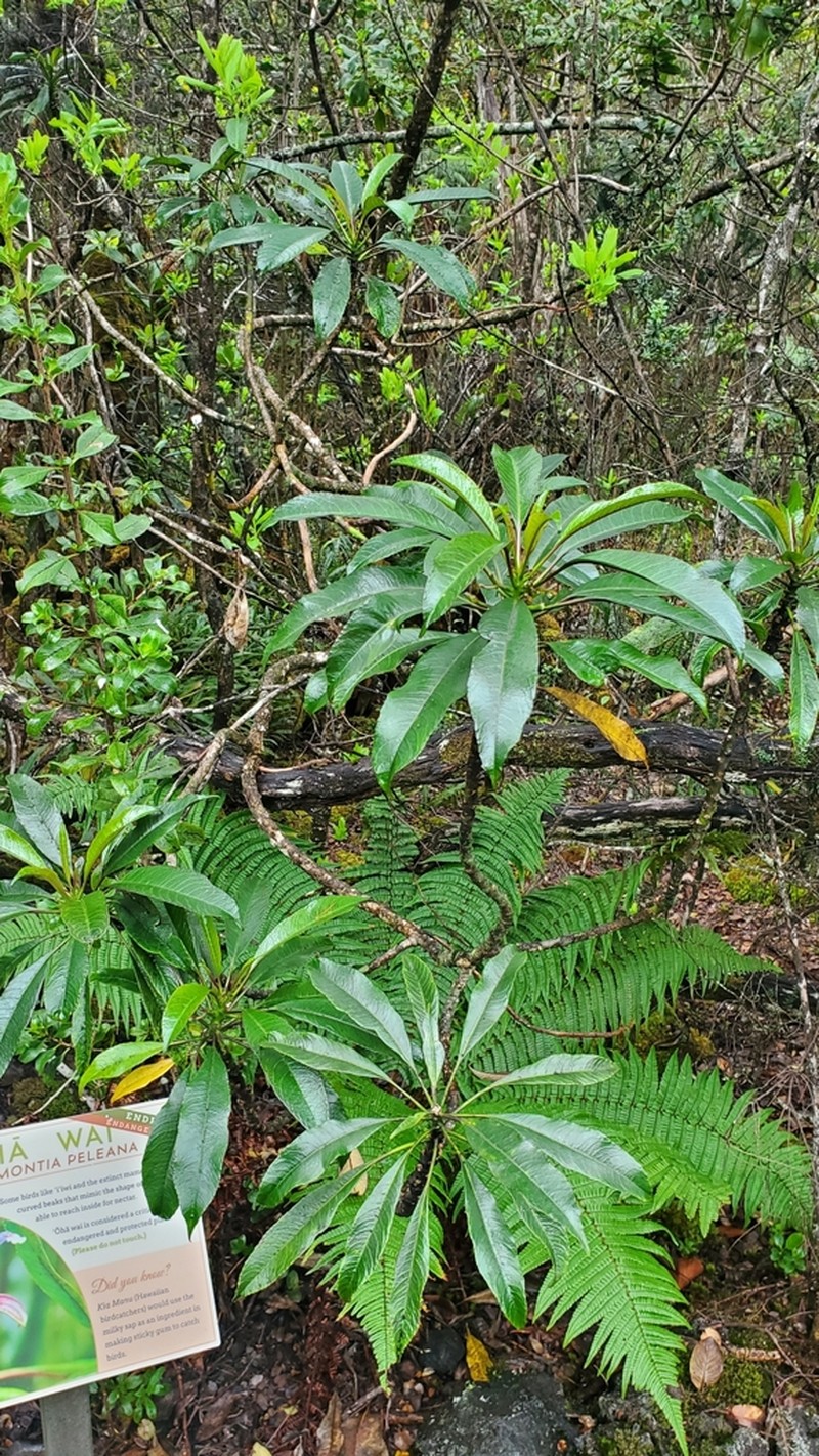 Pele Clermontia photo 5