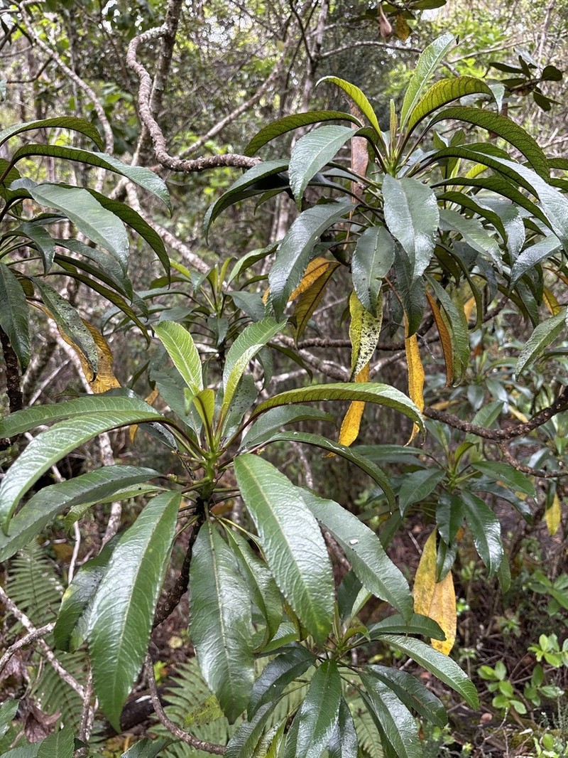 Pele Clermontia photo 8