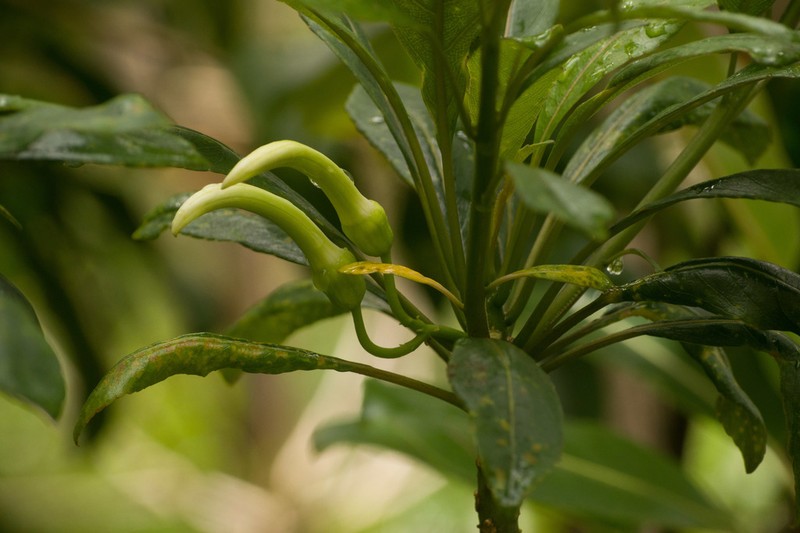 Waioiani Clermontia