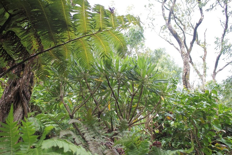 Waioiani Clermontia photo 3