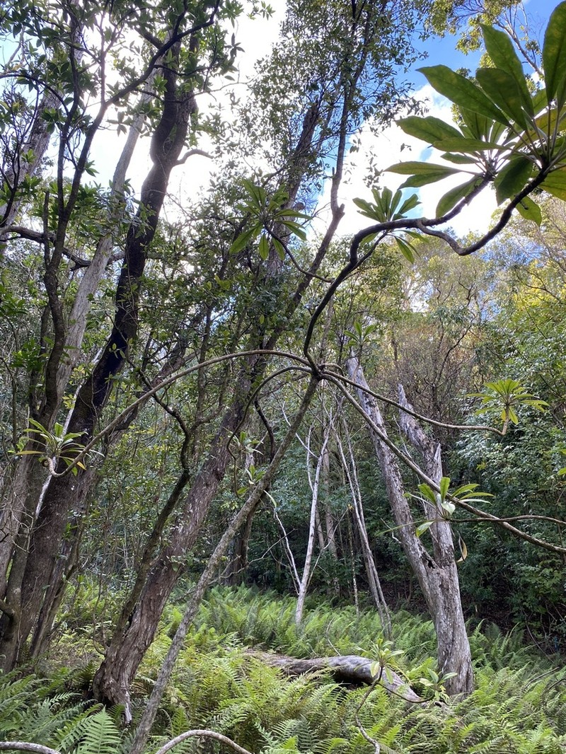 Waioiani Clermontia photo 4