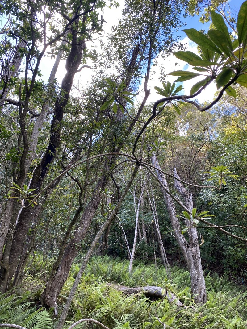 Waioiani Clermontia photo 5