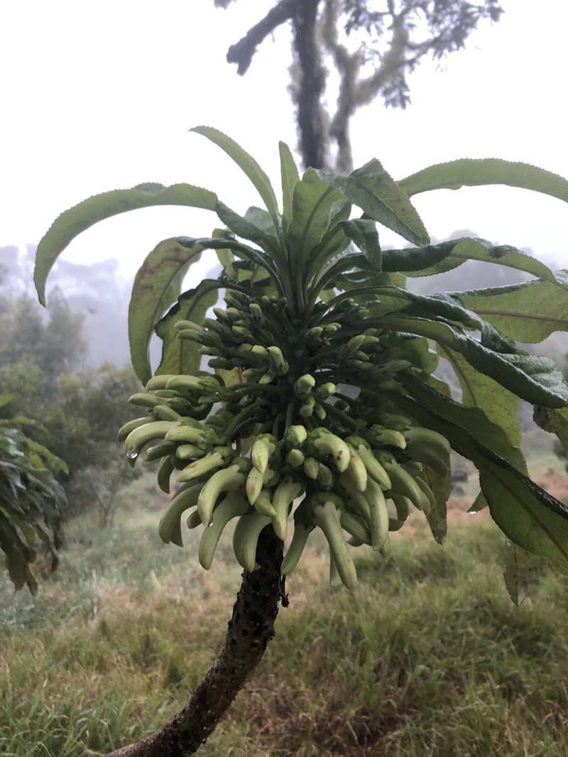 Hamakua Clermontia