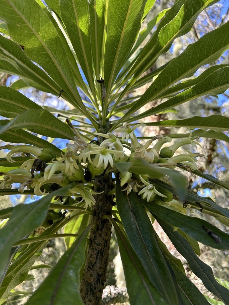 Hamakua Clermontia photo 2