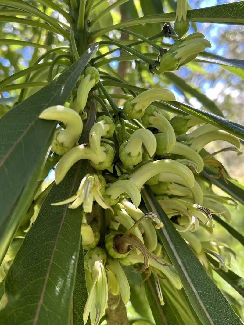 Hamakua Clermontia photo 3