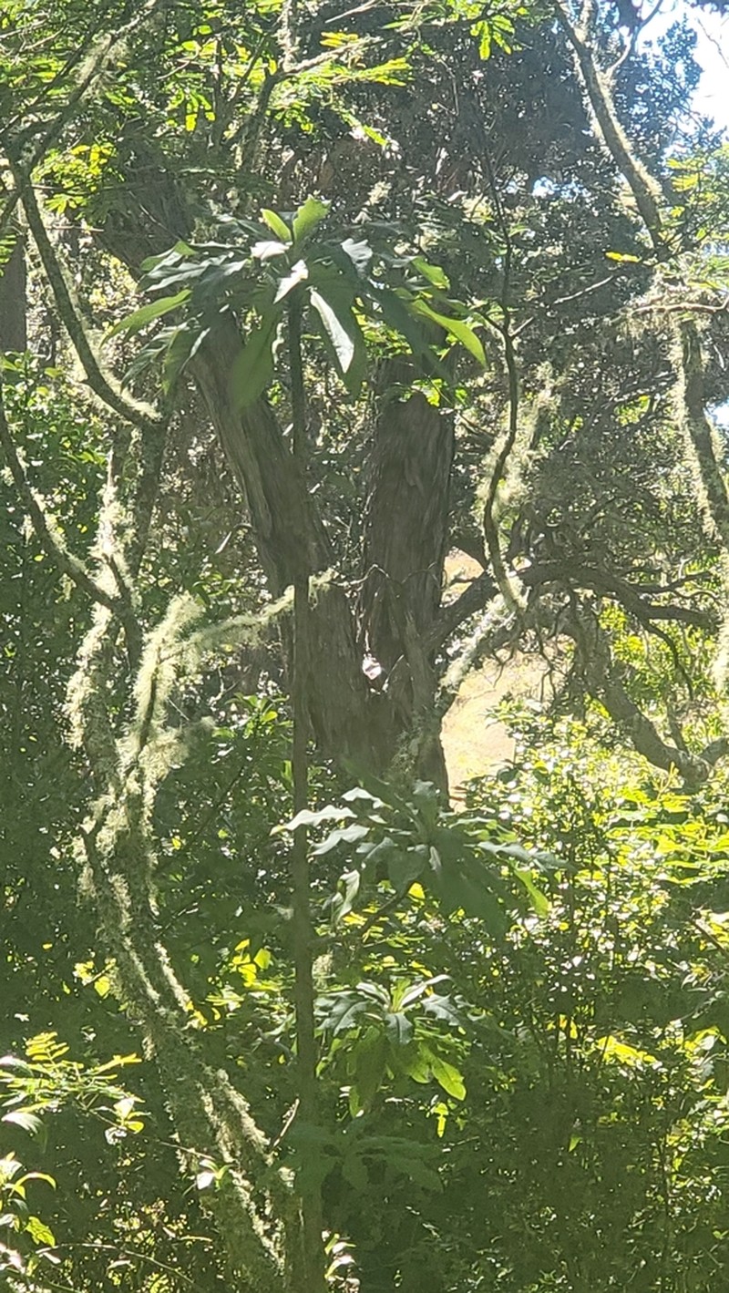 Hamakua Clermontia photo 4