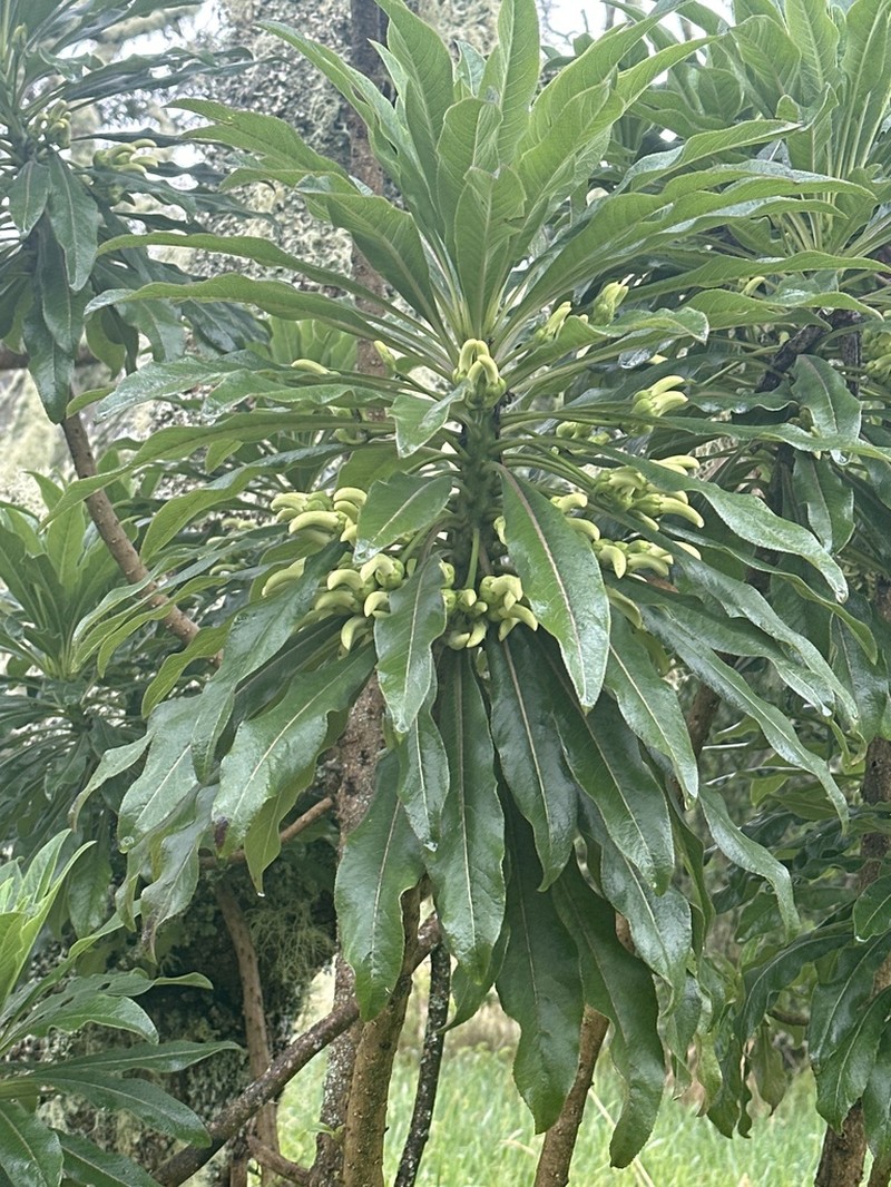 Hamakua Clermontia photo 5