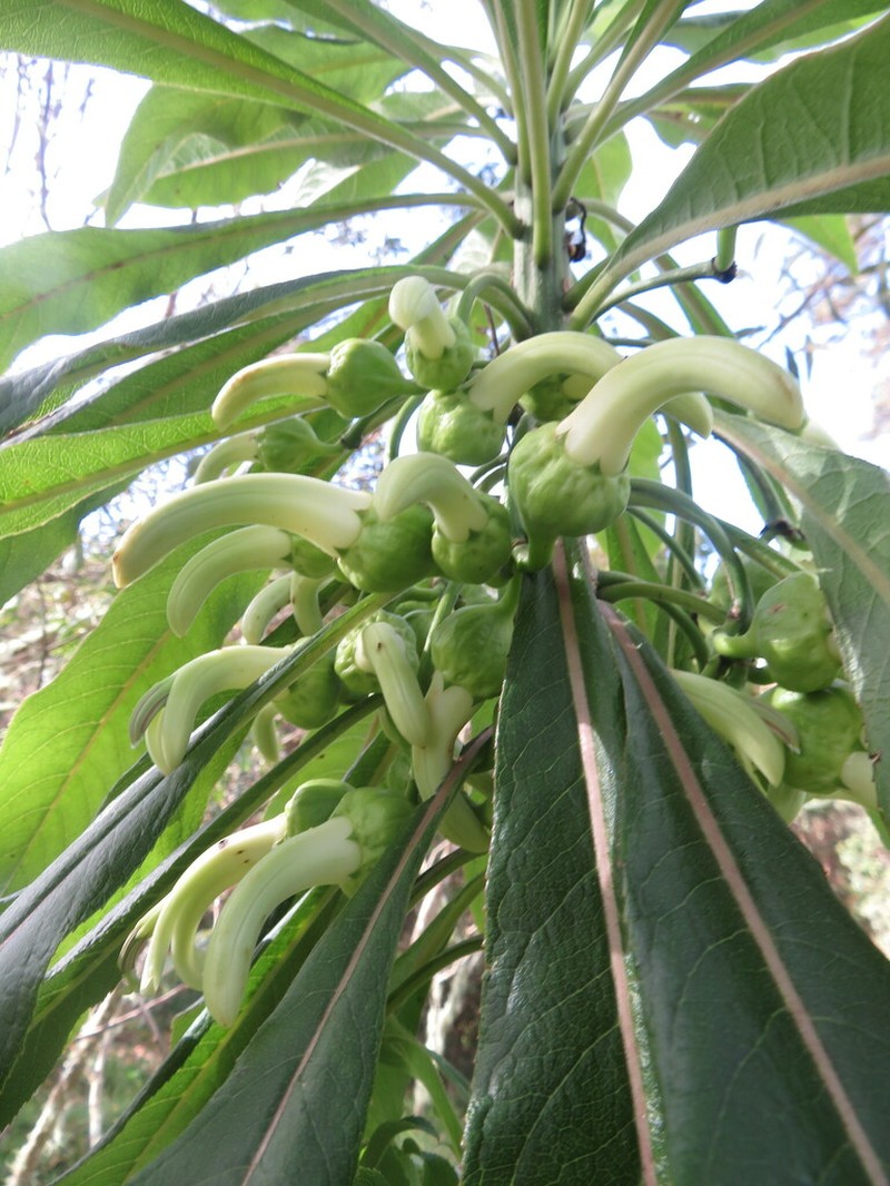 Hamakua Clermontia photo 6