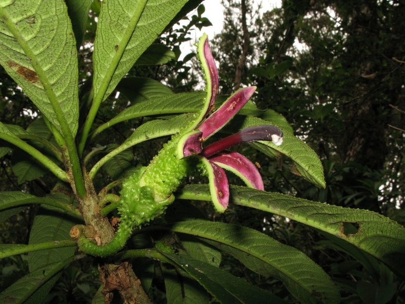 Haleakala Clermontia