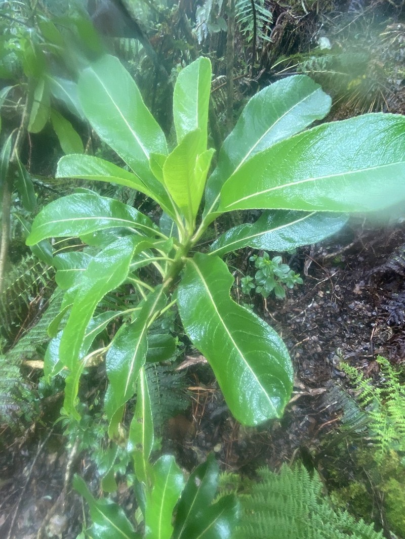 Haleakala Clermontia photo 4
