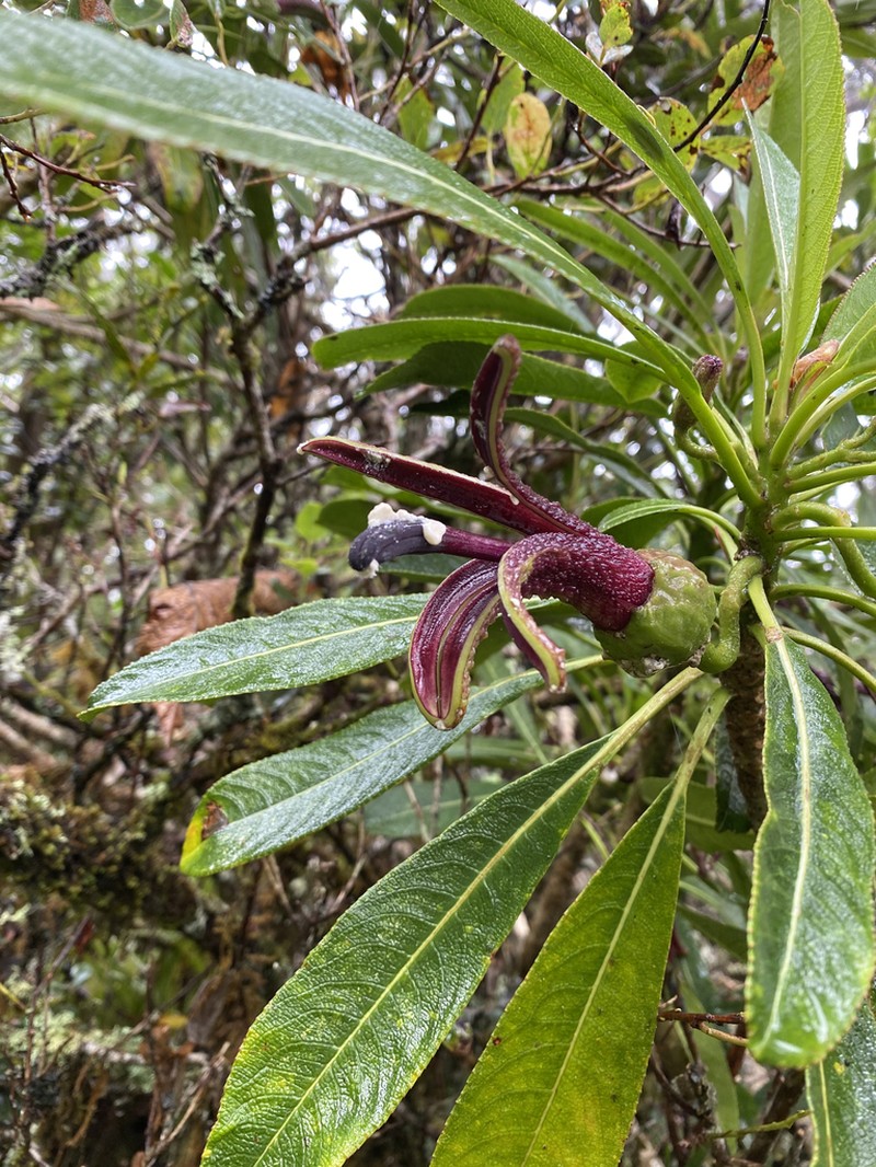 Haleakala Clermontia photo 6