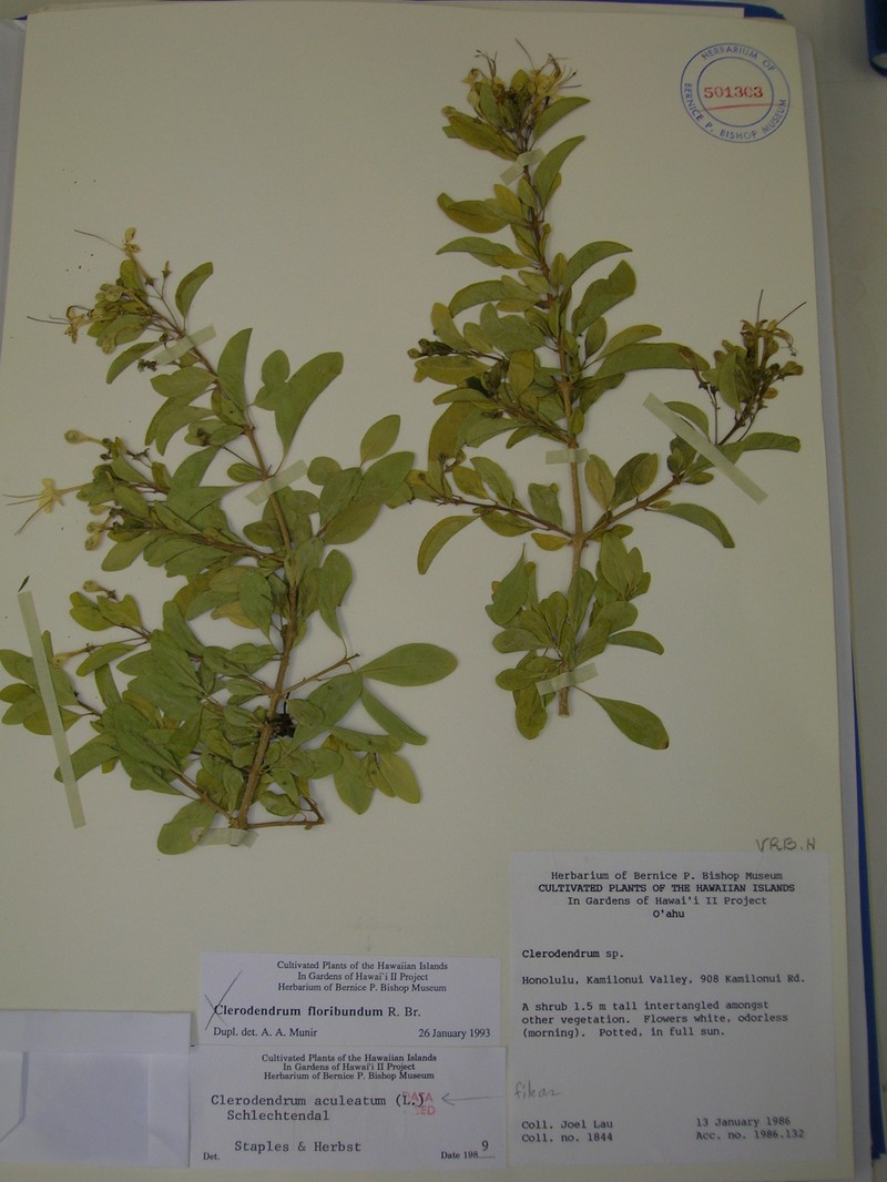 Haggarbush photo 4