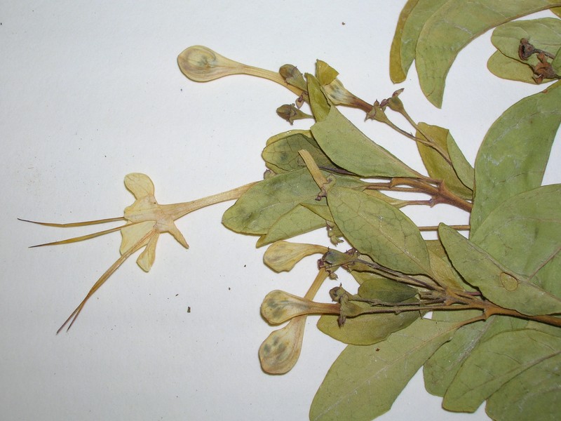 Haggarbush photo 3