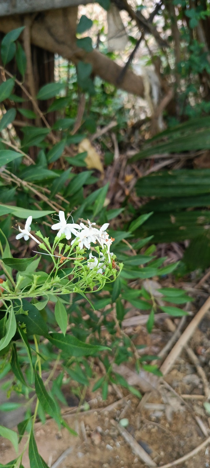 Haggarbush photo 5
