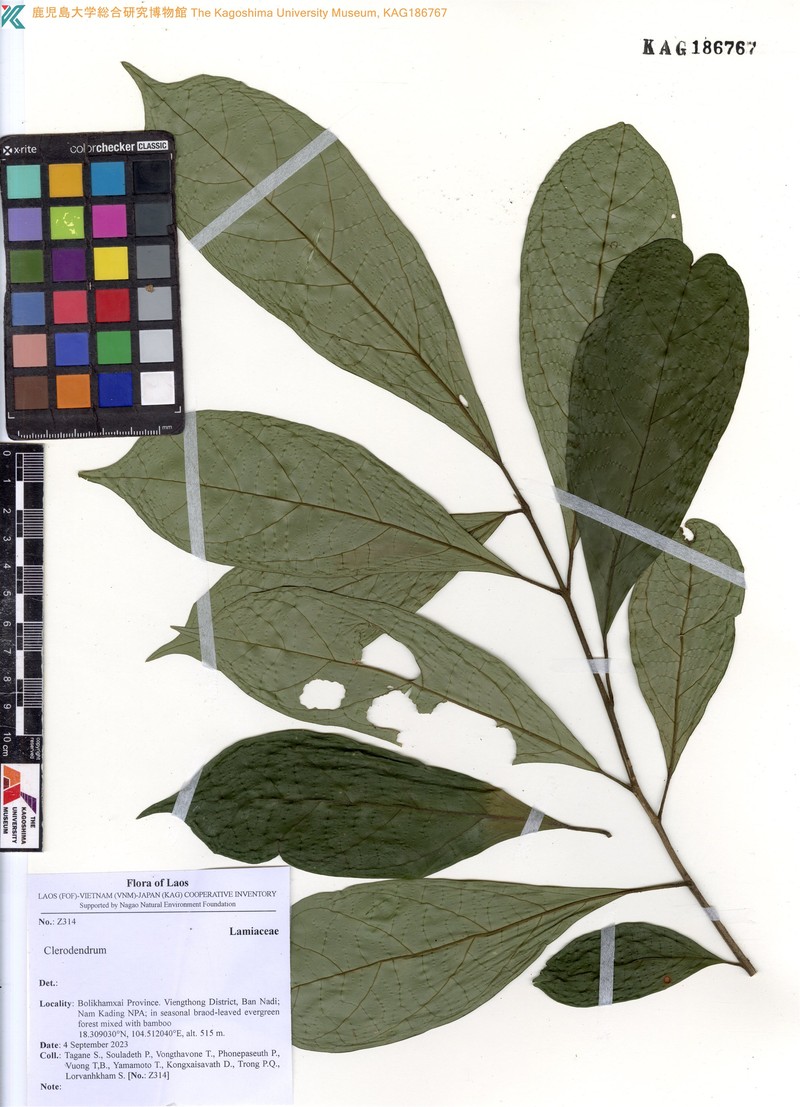 Clerodendrum adenocalyx