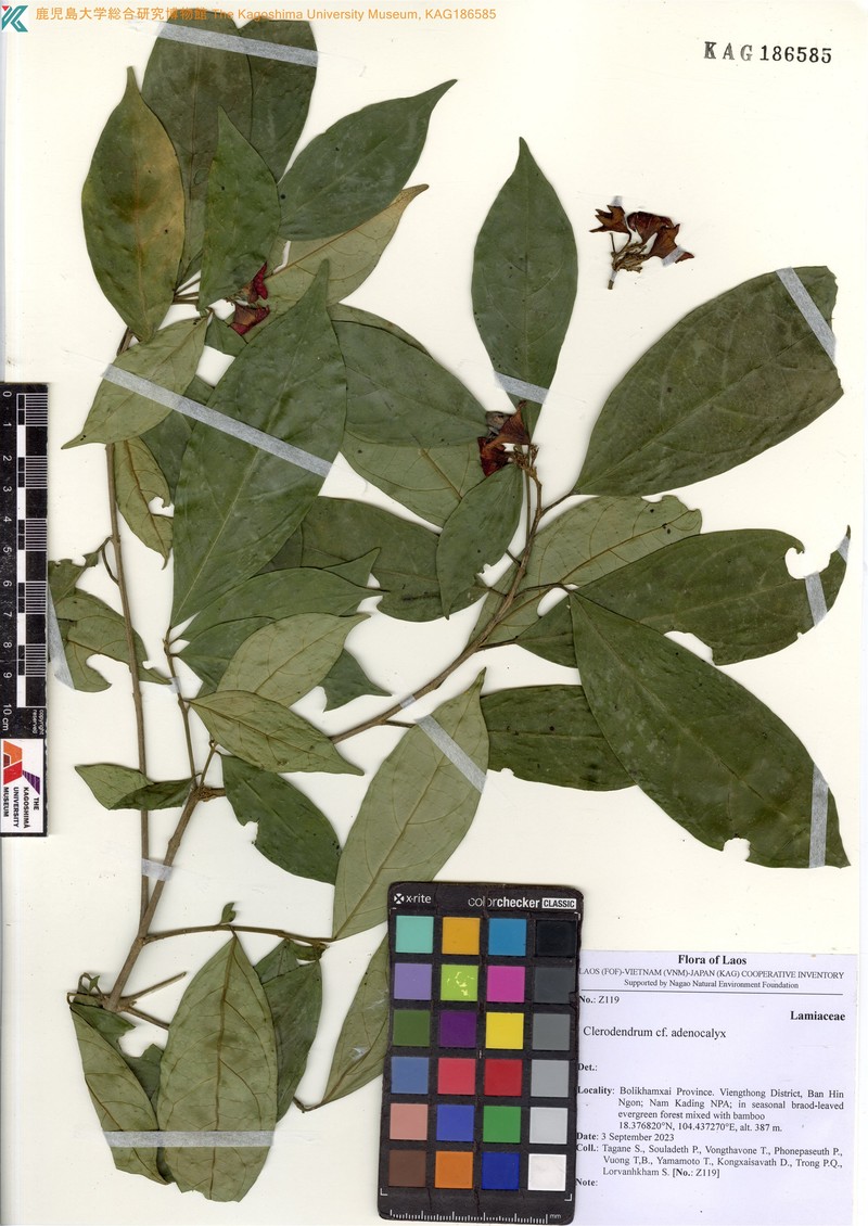 Clerodendrum adenocalyx photo 2