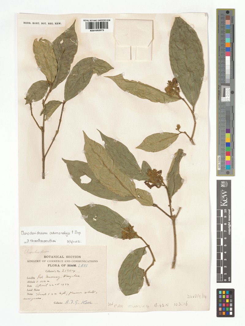 Clerodendrum adenocalyx photo 3