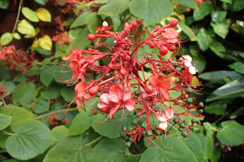 Clerodendrum buchananii