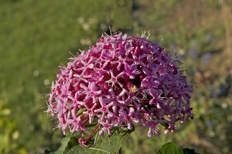 Rose Glorybower photo 3