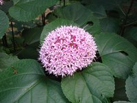 Rose Glorybower