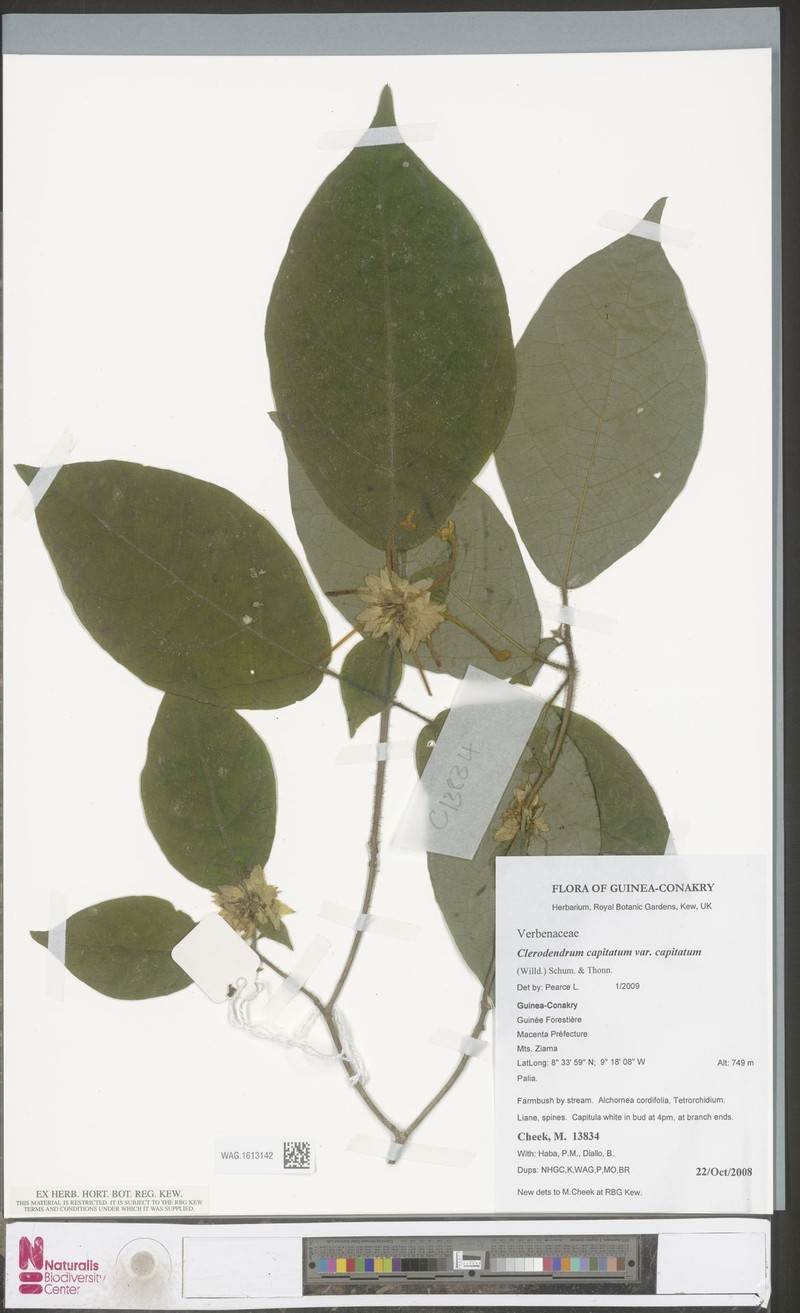 Clerodendrum capitatum var. capitatum
