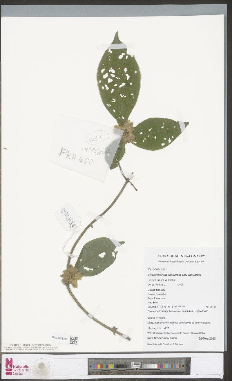 Clerodendrum capitatum var. capitatum photo 2