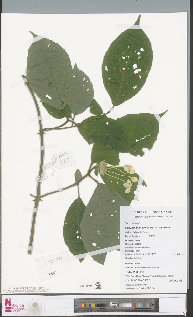Clerodendrum capitatum var. capitatum photo 3