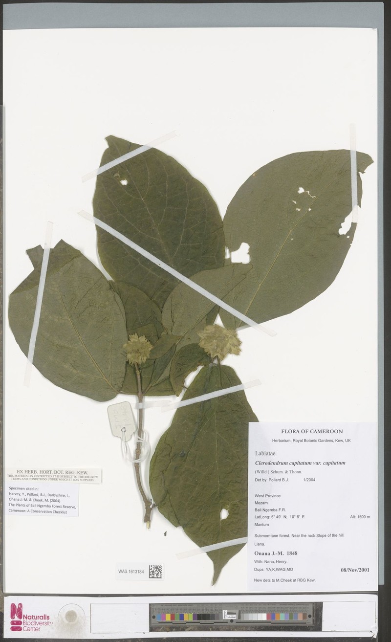 Clerodendrum capitatum var. capitatum photo 4