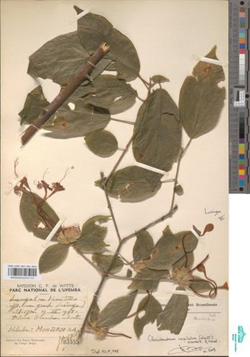 Clerodendrum capitatum var. pubitubum
