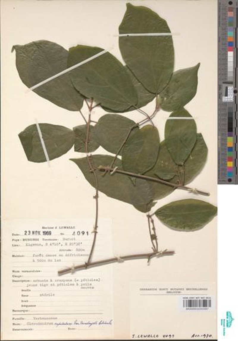 Clerodendrum capitatum var. vanderystii