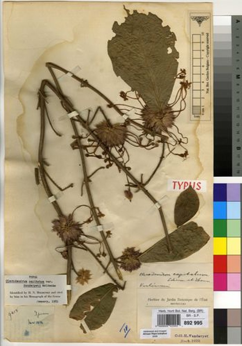 Clerodendrum capitatum var. vanderystii photo 2