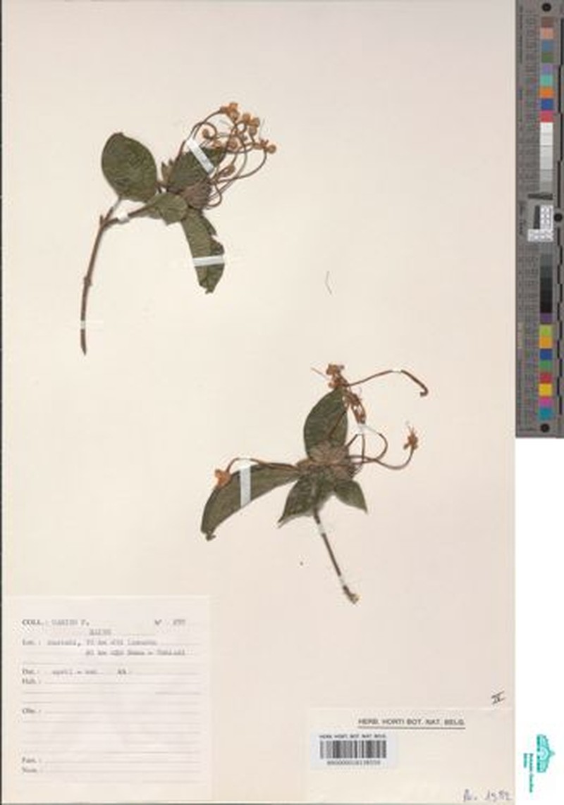 Clerodendrum capitatum var. vanderystii photo 3