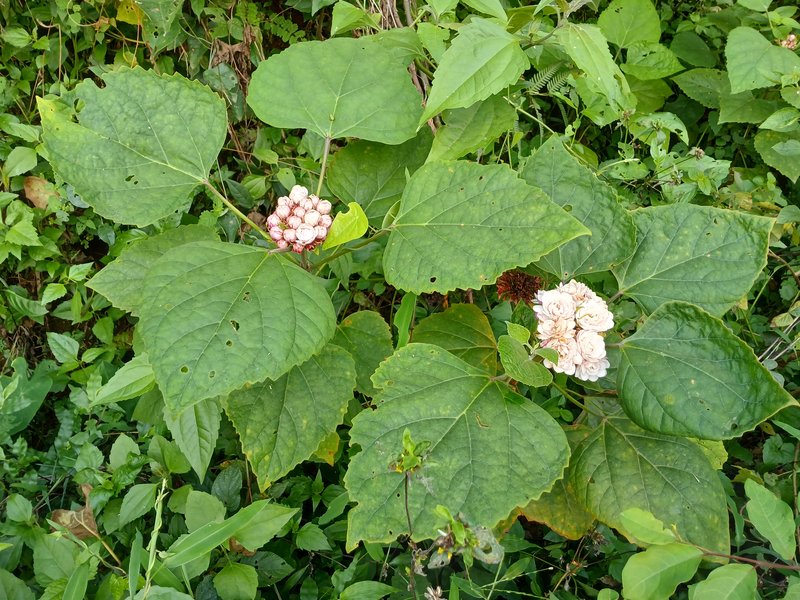 Stickbush photo 2