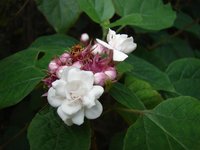 Stickbush