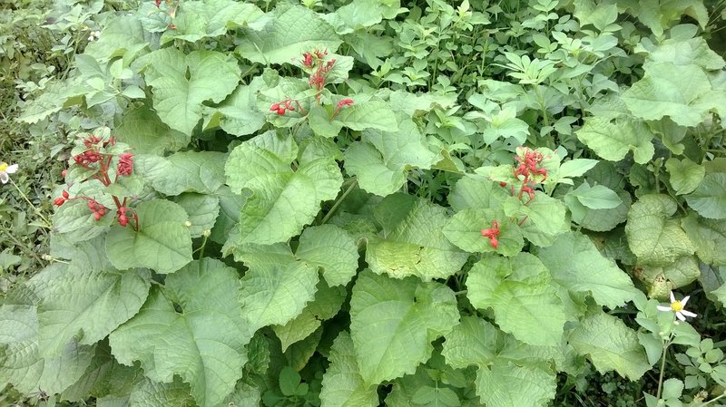 Japanese Glorybower photo 2