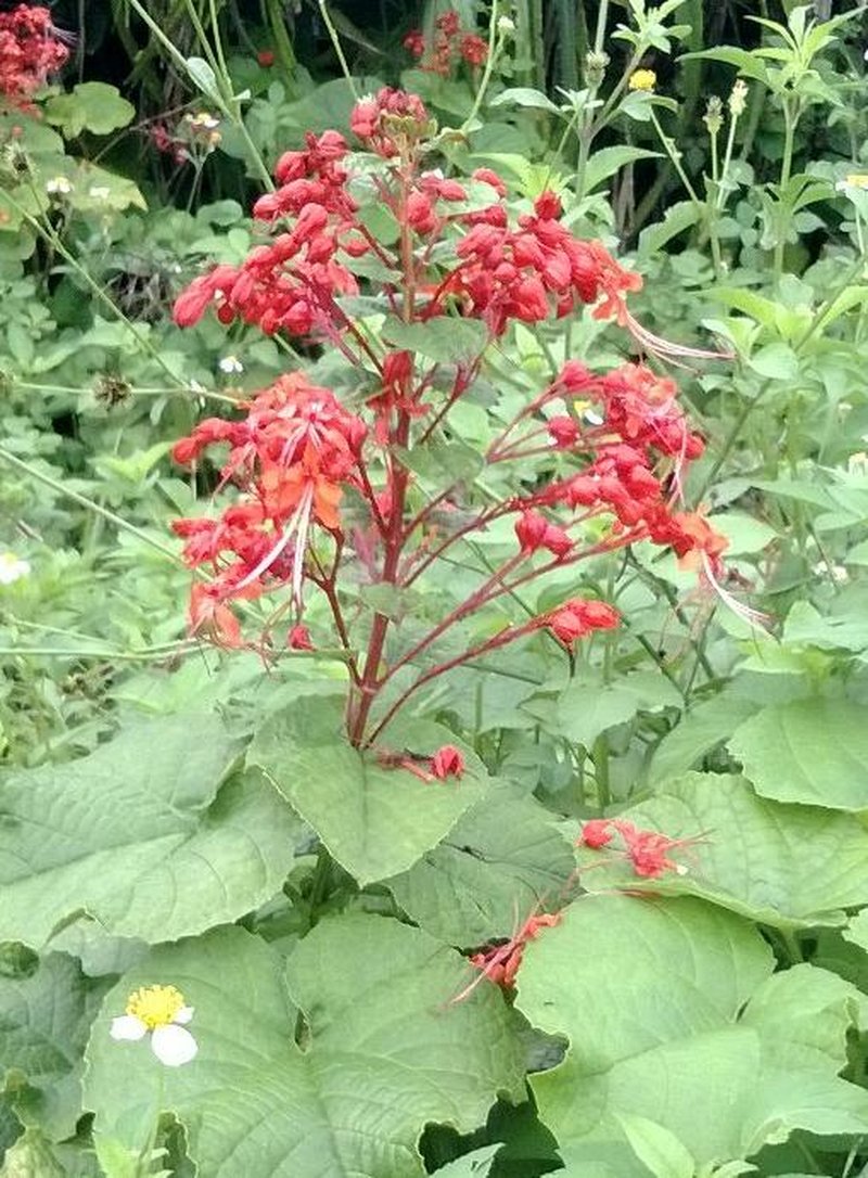 Japanese Glorybower