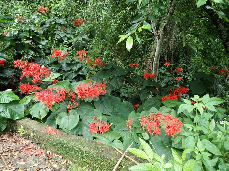 Japanese Glorybower photo 3